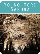 yonomori-sakura