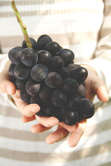 fukushima-fruit-peach-3