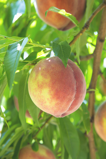 fukushima-fruit-peach-4