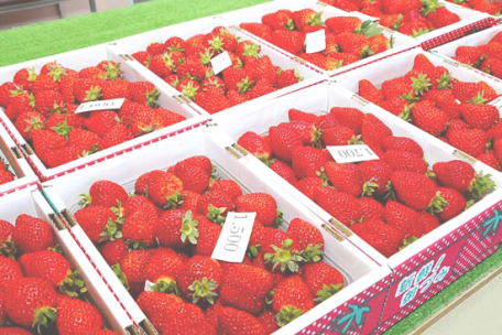 fukushima-fruit-strawberries