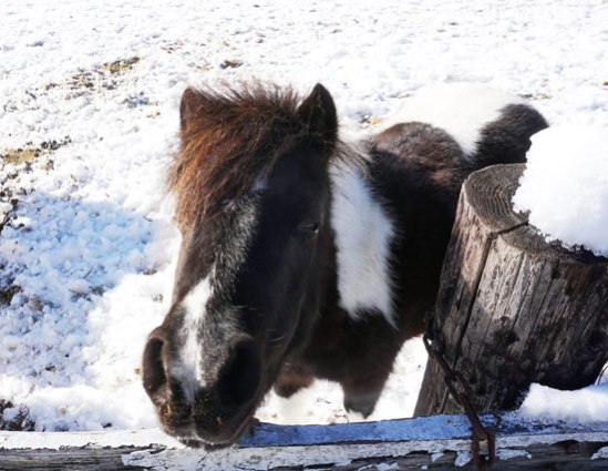 yamatsumi-jinja-pony-2