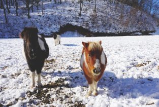 yamatsumi-jinja-pony-4