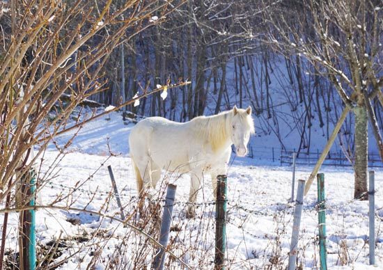 yamatsumi-jinja-pony