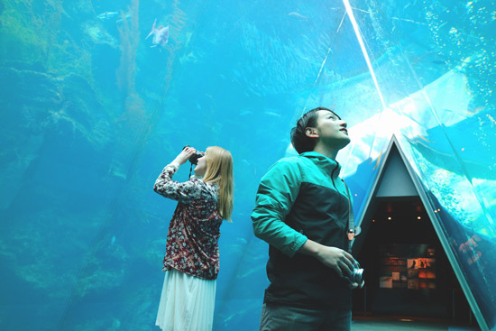 aquamarine-fukushima-aquarium-3