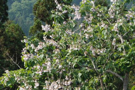 Mishima Town Kiri (3)