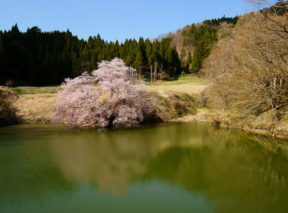 Kagami Sakura Sakura Cherry Blossom