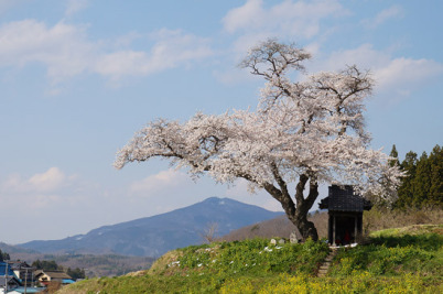 Ozawa no Sakura Tamura Sakura Cherry Blossom
