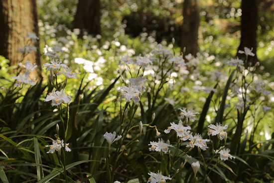 kozoji temple iwaki (4)