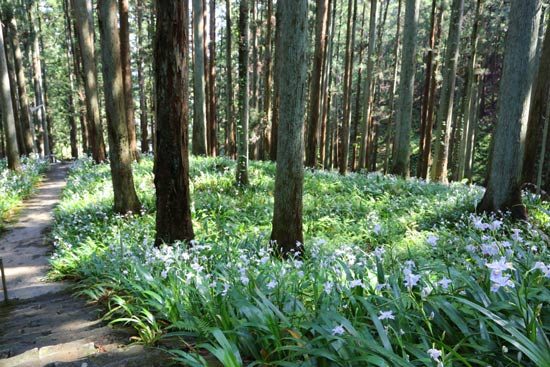 kozoji temple iwaki (8)