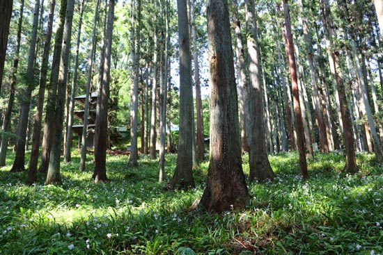 kozoji temple iwaki (9)