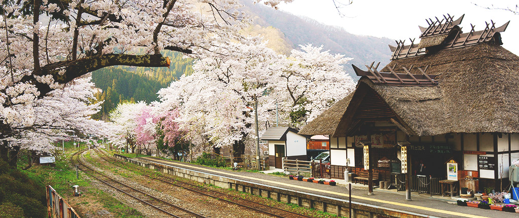 5 Sakura Spots to Visit this Year!