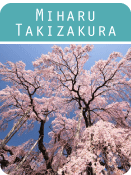 miharu-takizakura-icon
