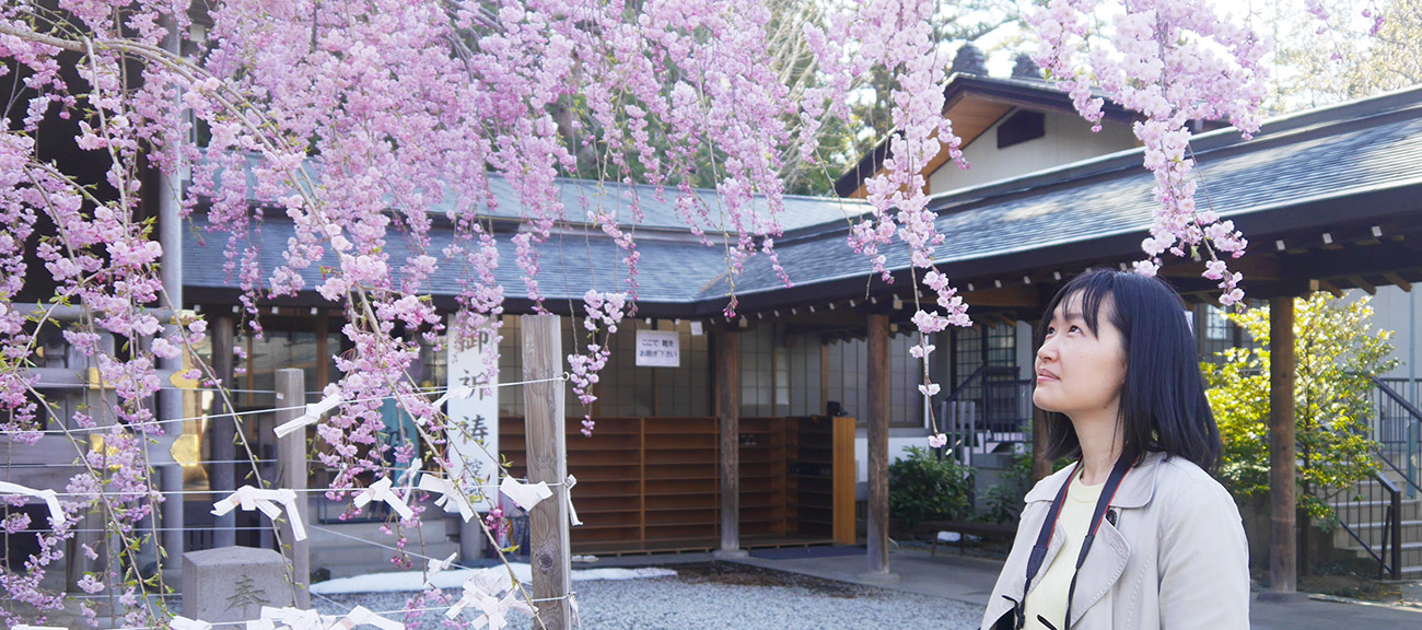 Kaiseizan Park Photoblog — Cherry Blossom