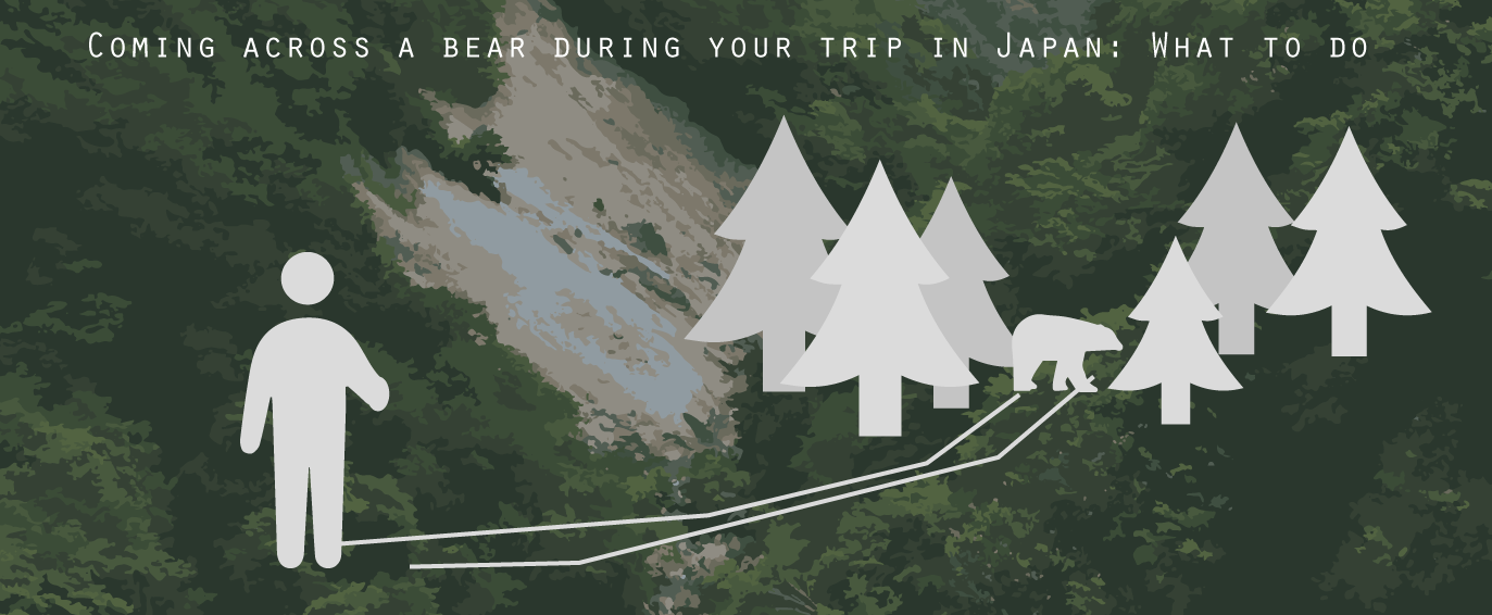 Wild bears in Japan – What to do
