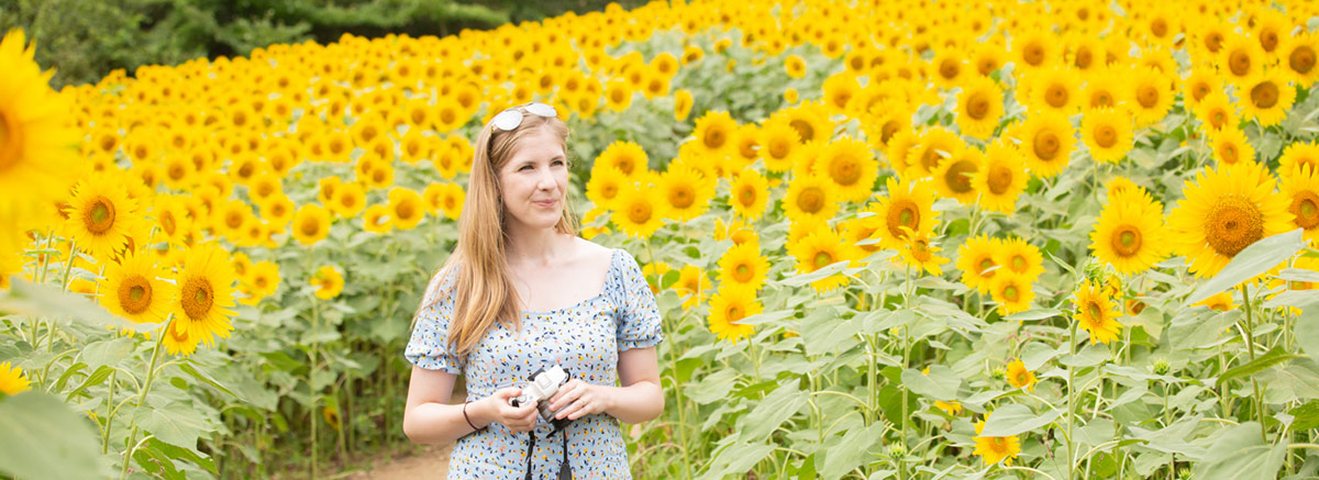 Photoblog: Sannokura Highlands Sunflower Fields
