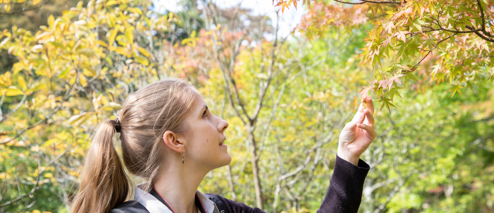 Green tea in Suirakuen Gardens